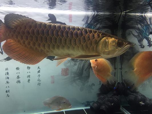 龍魚開尾手術(shù)：關(guān)于龍魚開尾手術(shù)的詳細介紹