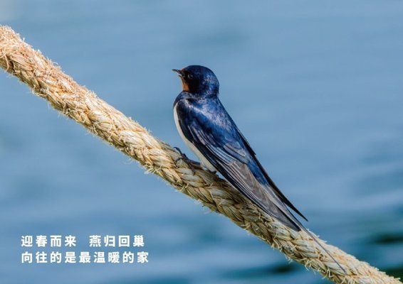 金龍魚好賣嗎：&金龍魚在市場競爭中的優(yōu)勢是什么 水族問答