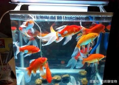 魚缸 清澈：魚缸換水操作步驟詳解