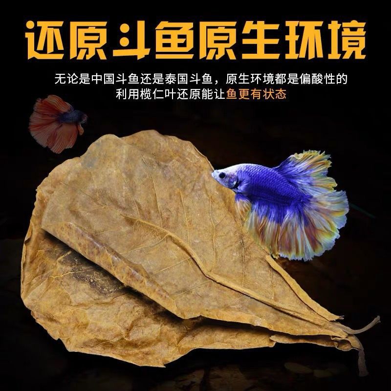 魚缸橄欖葉的功效與作用：如何正確使用橄欖葉養(yǎng)魚 魚缸百科 第3張