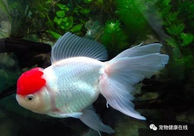 金龍魚好養(yǎng)還是銀龍魚好養(yǎng)活：關(guān)于金龍魚和銀龍魚的問題 水族問答 第1張