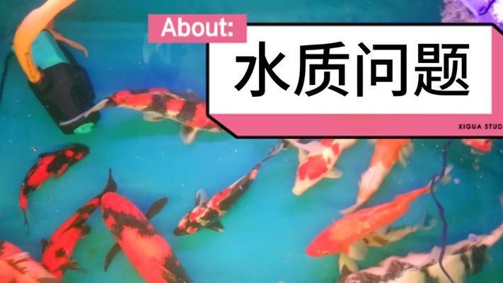 金龍魚好在哪里買便宜：探索金龍魚的最便宜價(jià)格探索金龍魚的最便宜價(jià)格 水族問答 第2張