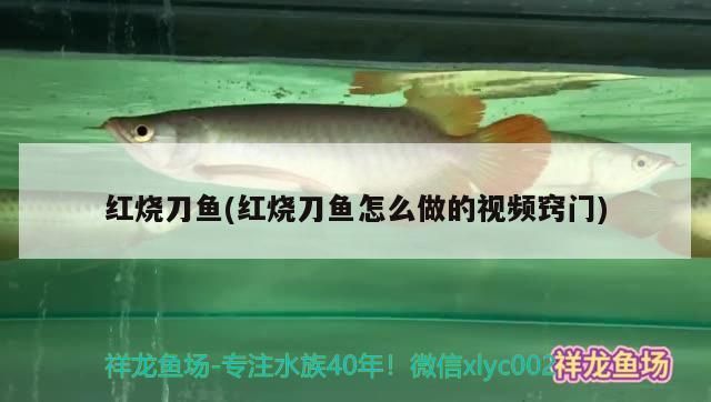 哪個(gè)牌子龍魚缸好：龍魚缸哪個(gè)品牌好