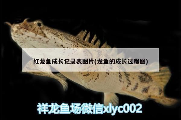 紅龍魚成長記錄表怎么寫：紅龍魚成長記錄表 紅龍魚百科 第2張