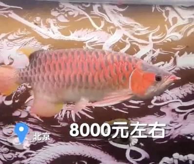 紅龍魚喂蝦仁行嗎：紅龍魚喂食蝦仁可行嗎