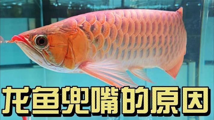 紅龍魚(yú)為什么會(huì)兜嘴：紅龍魚(yú)兜嘴可能是先天引起的，紅龍魚(yú)兜嘴可能是先天性兜嘴 紅龍魚(yú)百科 第3張