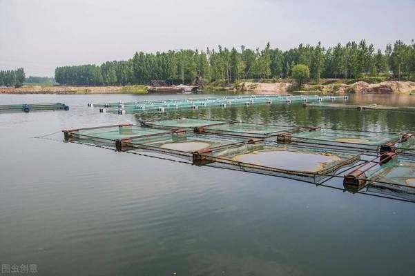 降低魚(yú)缸氨氮濃度的有效方法：如何降低魚(yú)缸氨氮濃度 魚(yú)缸百科 第4張