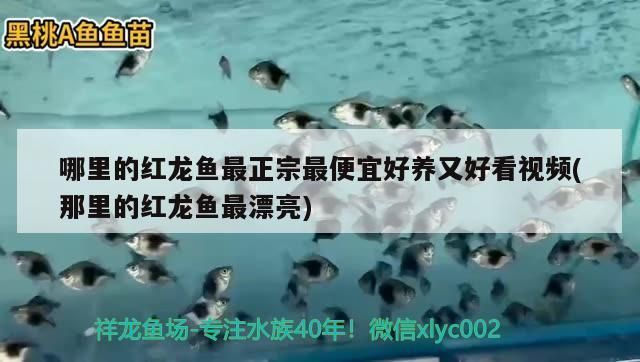 什么紅龍魚(yú)好養(yǎng)又便宜：好養(yǎng)又便宜的紅龍魚(yú)品種 紅龍魚(yú)百科 第2張