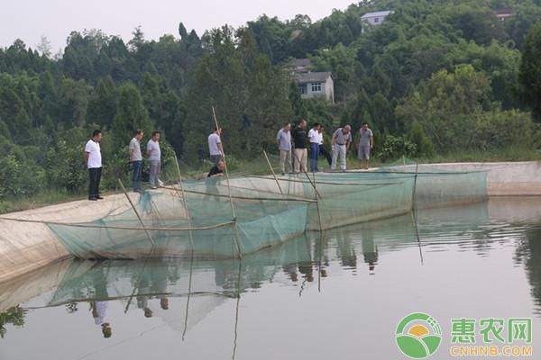 金龍魚和紅龍魚一起養(yǎng)燈怎么配置：金龍魚和紅龍魚一起養(yǎng)需要什么樣的燈光才能確保它們健康生長 水族問答 第2張