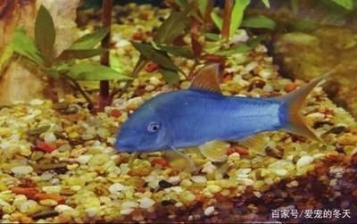 紅龍魚(yú)顏色變黑怎么回事?。杭t龍魚(yú)的顏色變黑可能是由多種因素引起的 紅龍魚(yú)百科 第4張