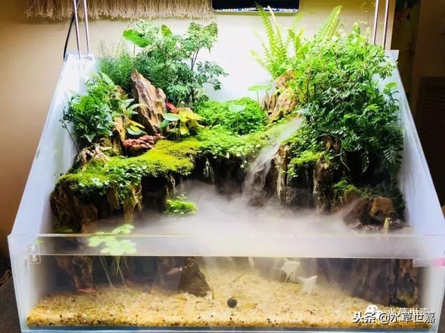 夢雷寵魚缸：夢雷寵魚缸怎么樣 魚缸百科 第2張