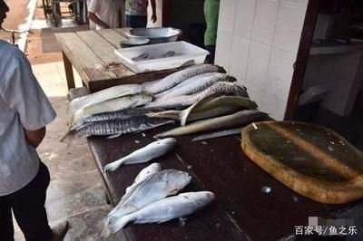 龍魚喂什么魚最好吃：龍魚喂食什么魚最好吃，龍魚的飲食應(yīng)當(dāng)多樣化，龍魚食譜搭配建議 龍魚百科 第3張