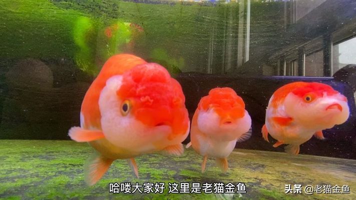 金龍魚和魯花的關(guān)系是什么：金龍魚和魯花在品牌定位上有什么不同？ 水族問(wèn)答 第2張