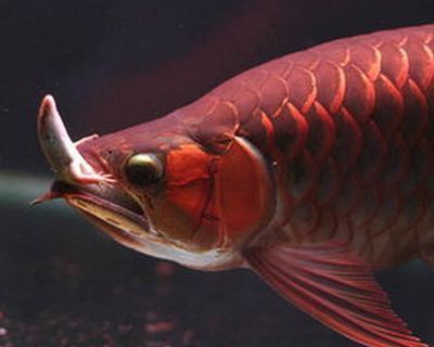 紅龍魚飼料過敏癥狀識別：紅龍魚過敏與水質(zhì)關(guān)系 龍魚百科 第4張