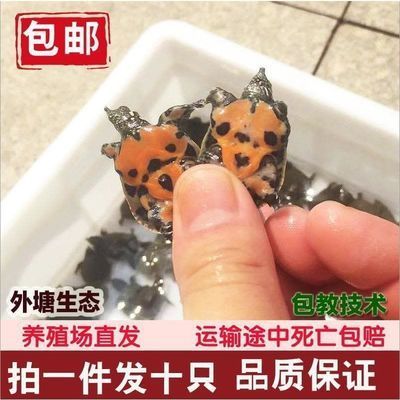 龍魚可以喂甲魚苗嗎：龍魚可以吃甲魚苗嗎？ 龍魚百科 第2張