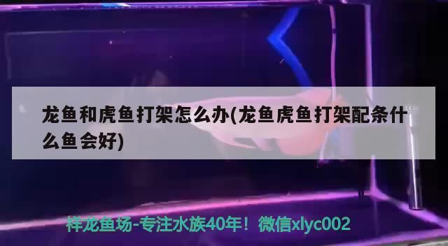 龍魚虎魚打架是因?yàn)轸~太少嗎：龍魚與虎魚之間發(fā)生打架現(xiàn)象的原因并分析了可能的解決方式 龍魚百科 第1張