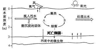 金龍魚和什么魚混養(yǎng)好：金龍魚與什么魚混養(yǎng)比較好， 水族問答 第1張