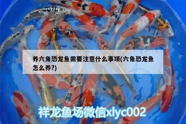 六角恐龍魚(yú)需要注意什么：六角恐龍魚(yú)水族箱布置技巧 龍魚(yú)百科 第1張