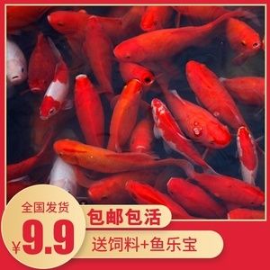 紅龍魚和什么魚養(yǎng)最好看：與紅龍魚混養(yǎng)的幾種魚類 紅龍魚百科 第1張