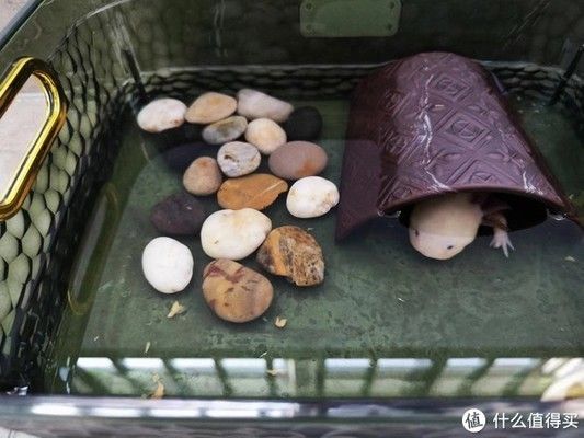 六角恐龍魚魚缸里需要放些什么東西呢：六角恐龍魚飼料選擇指南,如何預(yù)防六角恐龍魚疾病,六角恐龍魚缸清潔技巧 魚缸百科 第3張