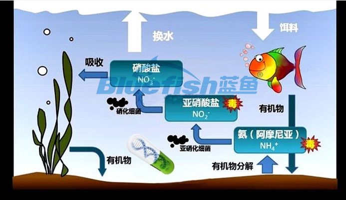 魚缸水流調(diào)節(jié)技巧：魚缸水流方向優(yōu)化技巧