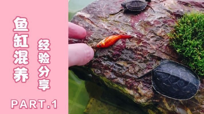 混養(yǎng)魚(yú)缸布局優(yōu)化方案：混養(yǎng)魚(yú)缸布局優(yōu)化 魚(yú)缸百科 第5張