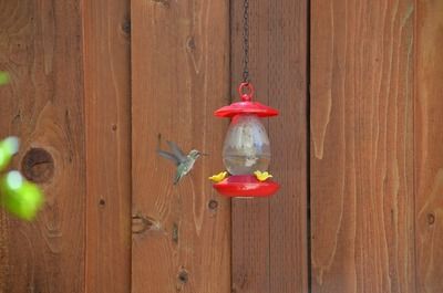 孟吉爾萬(wàn)吉紅龍魚(yú)：孟吉爾萬(wàn)吉紅龍魚(yú)價(jià)格 紅龍魚(yú)百科 第5張