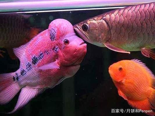 龍魚虎魚羅漢混養(yǎng)：龍魚、虎魚和羅漢魚混養(yǎng)的成功案例 龍魚百科 第5張