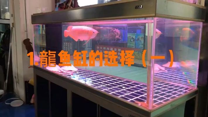 龍魚缸配置：龍魚缸內(nèi)裝飾選擇指南, 龍魚百科 第5張