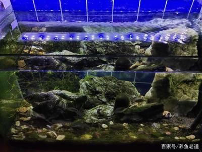 魚缸水質(zhì)維護(hù)的最佳實(shí)踐：魚缸水質(zhì)如何維護(hù) 魚缸百科 第5張