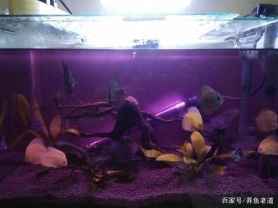 魚缸水質(zhì)維護(hù)的最佳實(shí)踐：魚缸水質(zhì)如何維護(hù) 魚缸百科 第4張