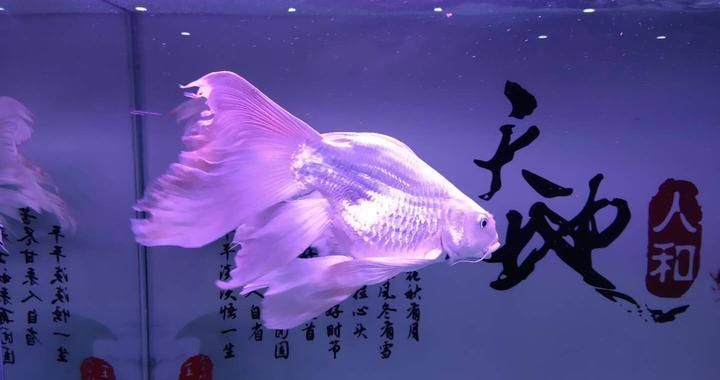 魚缸水質(zhì)清潔的最佳實踐：關(guān)于魚缸水質(zhì)清潔最佳實踐的建議