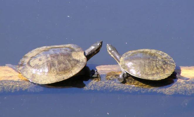 金龍魚(yú)和銀龍魚(yú)混養(yǎng)行嗎：金龍魚(yú)和銀龍魚(yú)混養(yǎng)可行嗎長(zhǎng)期混養(yǎng)對(duì)魚(yú)類的社交行為有影響嗎 水族問(wèn)答 第2張