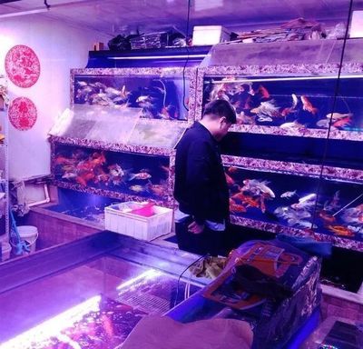 金龍魚和銀龍魚哪個體型大：金龍魚與銀龍魚的體型對比，金龍魚和銀龍魚體型差異 水族問答