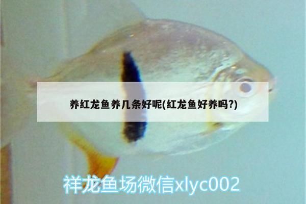 紅龍魚養(yǎng)幾條比較好：養(yǎng)紅龍魚的數(shù)量 紅龍魚百科 第2張