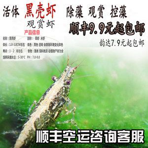 龍魚空運多少錢一斤：龍魚空運價格波動如何挑選優(yōu)質(zhì)龍魚市場價格波動 龍魚百科 第1張