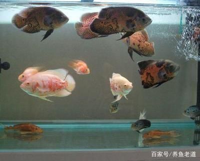 金龍魚和鸚鵡魚混養(yǎng)怎樣喂食?：金龍魚和鸚鵡魚混養(yǎng)的喂食問題 水族問答 第2張