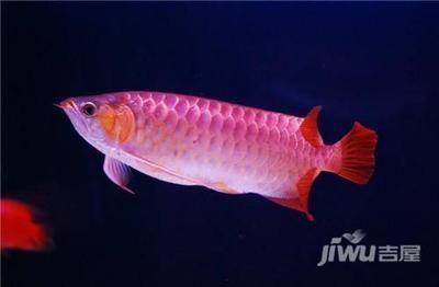 紅龍魚(yú)的功效與作用：紅龍魚(yú)對(duì)人體健康有多種益處，