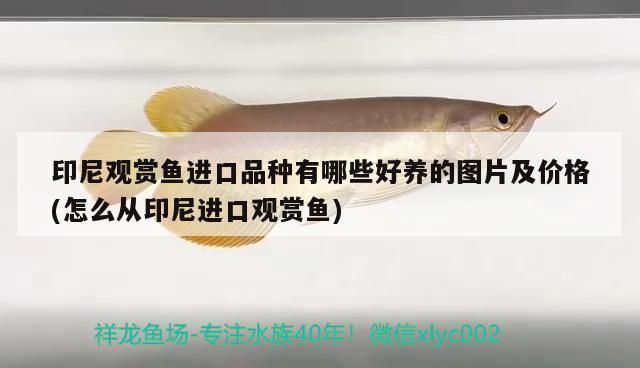 龍魚缸過濾棉多久洗一次：龍魚缸過濾棉的清洗頻率一般多久一次 龍魚百科 第2張