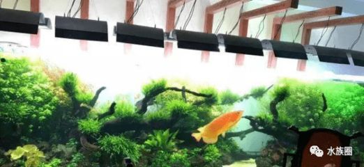 龍魚缸怎么搭配魚：龍魚缸內(nèi)裝飾品選擇龍魚缸風(fēng)水學(xué)的因素是什么 魚缸百科 第5張