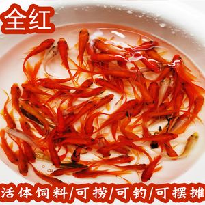 紅龍魚的做法有哪些：紅龍魚怎么做好吃 紅龍魚百科 第5張