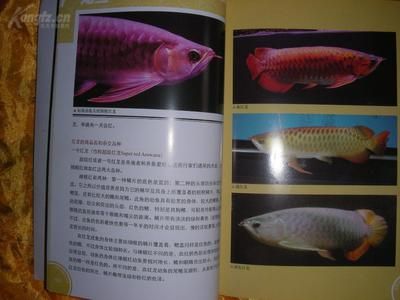 龍魚哪個品牌好養(yǎng)殖：如何選擇龍魚品牌 龍魚百科 第5張