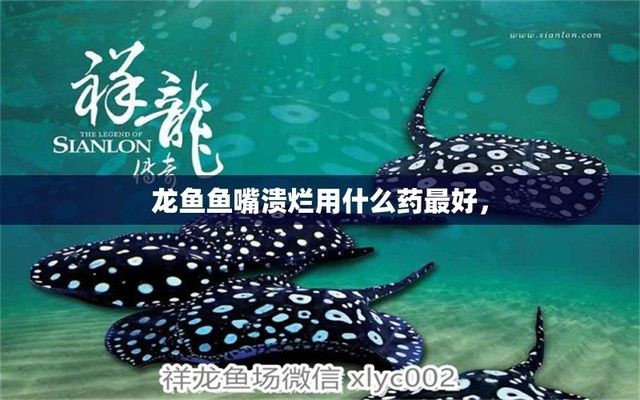 金龍魚畫法簡(jiǎn)筆畫：金龍魚畫法簡(jiǎn)筆畫步驟和技巧 水族問(wèn)答 第1張