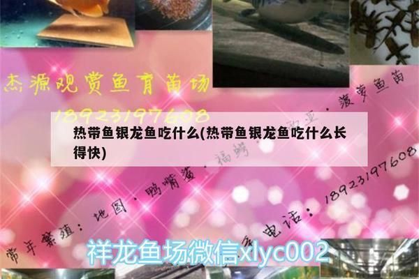 成年銀版魚(yú)日?；顒?dòng)量管理：如何判斷銀龍魚(yú)水質(zhì)合適，銀龍魚(yú)魚(yú)缸布置注意事項(xiàng) 龍魚(yú)百科 第1張