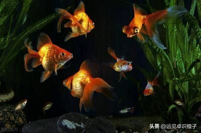 魚(yú)缸家人：魚(yú)缸家人是什么意思 魚(yú)缸百科 第2張