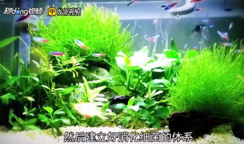 龍魚缸綠藻怎么處理：如何處理龍魚缸中的綠藻 魚缸百科 第3張