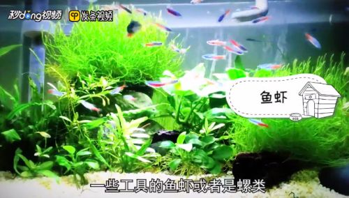 龍魚缸綠藻怎么處理：如何處理龍魚缸中的綠藻 魚缸百科 第4張