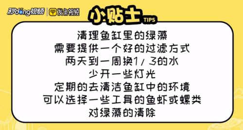 龍魚缸綠藻怎么處理：如何處理龍魚缸中的綠藻 魚缸百科 第5張