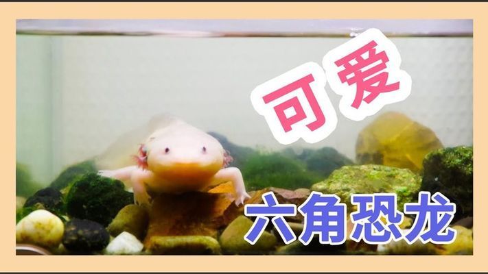 六角恐龍魚水缸怎么布置圖片：六角恐龍魚水缸布置技巧， 龍魚百科 第1張