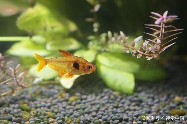 魚缸植物對水質(zhì)影響：魚缸中的植物對水質(zhì)有影響，魚缸植物對水質(zhì)有影響 魚缸百科 第4張